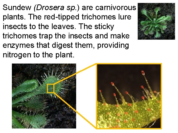 Sundew (Drosera sp. ) are carnivorous plants. The red-tipped trichomes lure insects to the