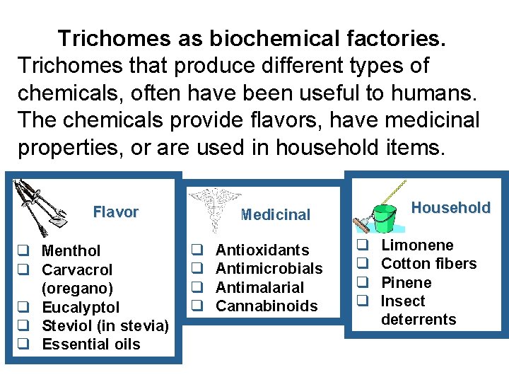 Trichomes as biochemical factories. Trichomes that produce different types of chemicals, often have been