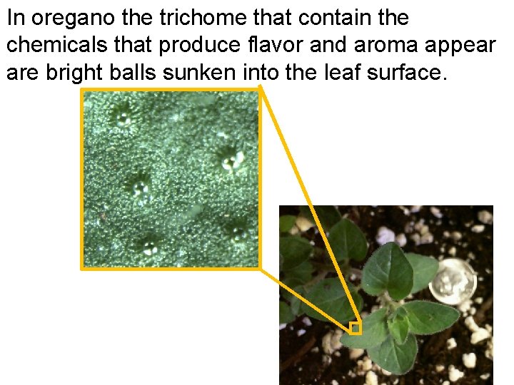 In oregano the trichome that contain the chemicals that produce flavor and aroma appear