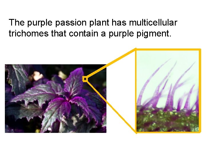 The purple passion plant has multicellular trichomes that contain a purple pigment. 