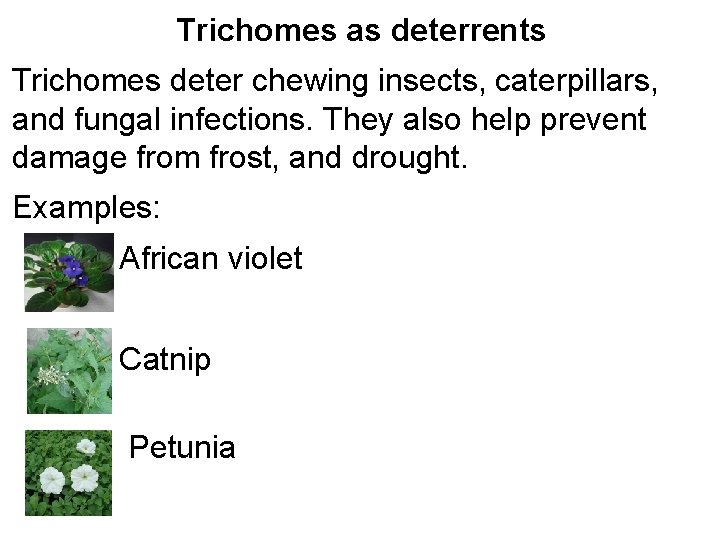 Trichomes as deterrents Trichomes deter chewing insects, caterpillars, and fungal infections. They also help