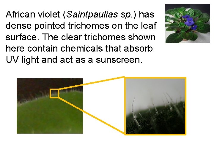 African violet (Saintpaulias sp. ) has dense pointed trichomes on the leaf surface. The