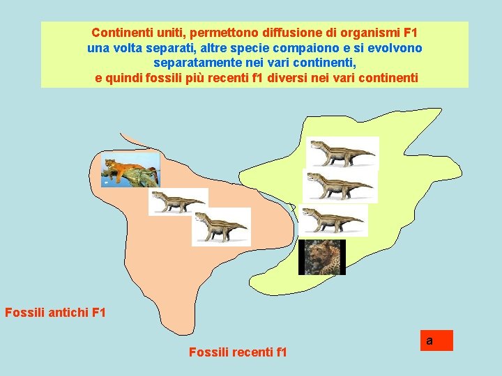 Continenti uniti, permettono diffusione di organismi F 1 una volta separati, altre specie compaiono
