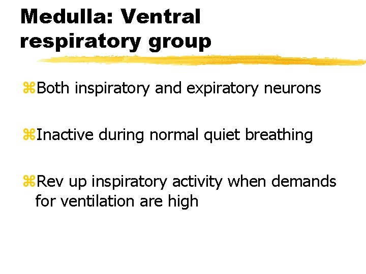 Medulla: Ventral respiratory group z. Both inspiratory and expiratory neurons z. Inactive during normal