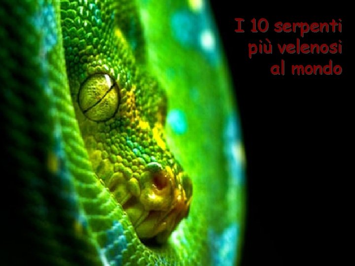 I 10 serpenti più velenosi al mondo 