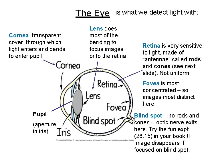 The Eye Cornea -transparent cover, through which light enters and bends to enter pupil…