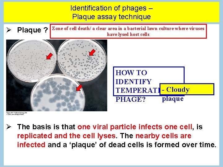Identification of phages – Plaque assay technique Plaque ? Zone of cell death/ a