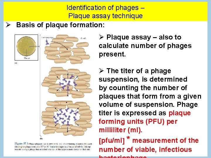 Identification of phages – Plaque assay technique Basis of plaque formation: Plaque assay –