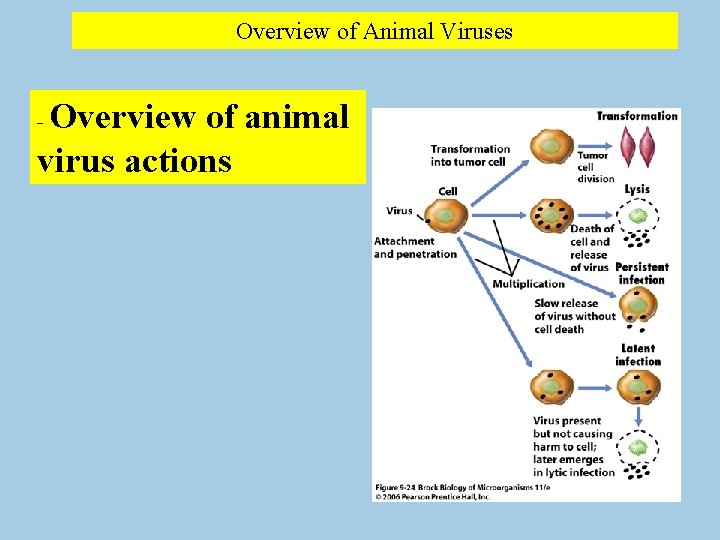 Overview of Animal Viruses Overview of animal virus actions - 