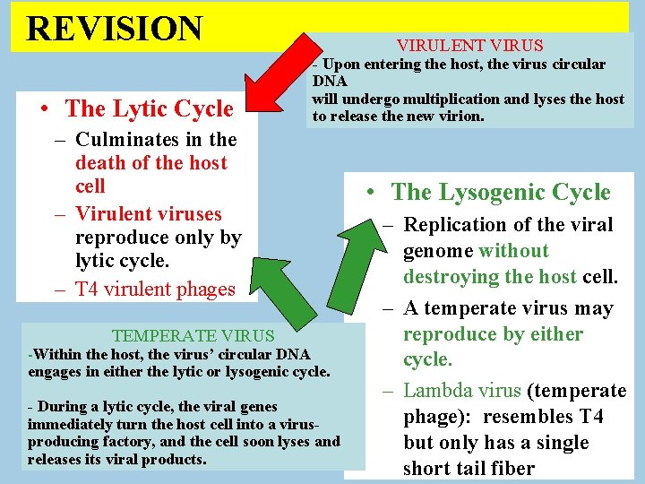  REVISION • The Lytic Cycle VIRULENT VIRUS - Upon entering the host, the