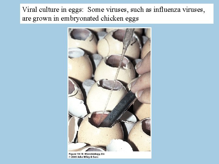 Viral culture in eggs: Some viruses, such as influenza viruses, are grown in embryonated