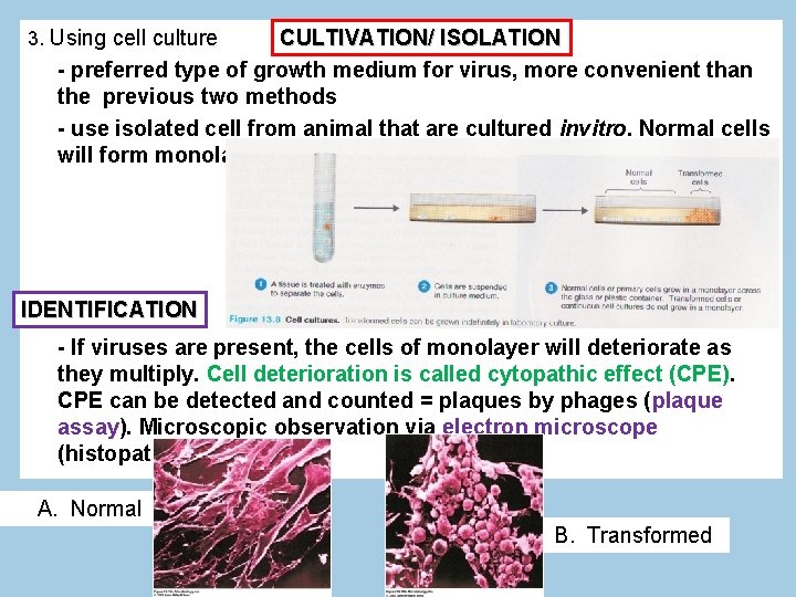 3. Using cell culture CULTIVATION/ ISOLATION - preferred type of growth medium for virus,