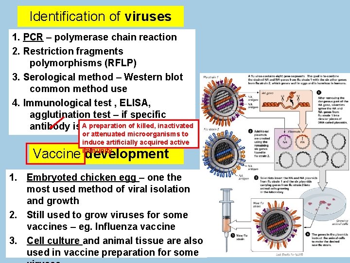 Identification of viruses 1. PCR – polymerase chain reaction 2. Restriction fragments polymorphisms (RFLP)