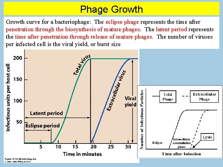 Phage Growth curve for a bacteriophage: The eclipse phage represents the time after penetration
