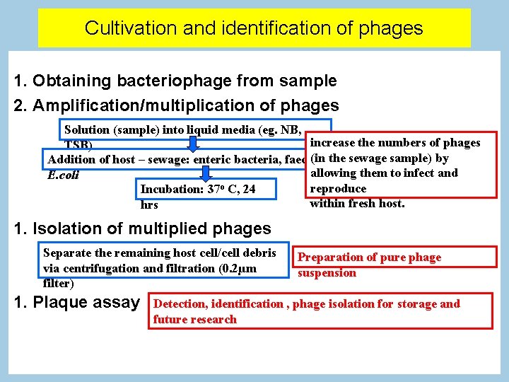 Cultivation and identification of phages 1. Obtaining bacteriophage from sample 2. Amplification/multiplication of phages