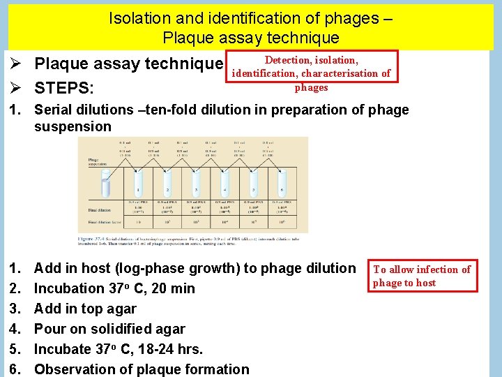 Isolation and identification of phages – Plaque assay technique STEPS: Detection, isolation, identification, characterisation