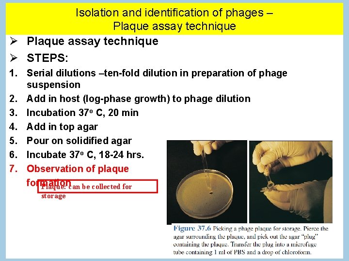 Isolation and identification of phages – Plaque assay technique STEPS: 1. Serial dilutions –ten-fold