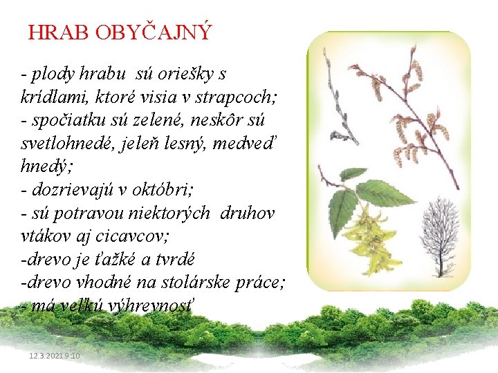 HRAB OBYČAJNÝ - plody hrabu sú oriešky s krídlami, ktoré visia v strapcoch; -