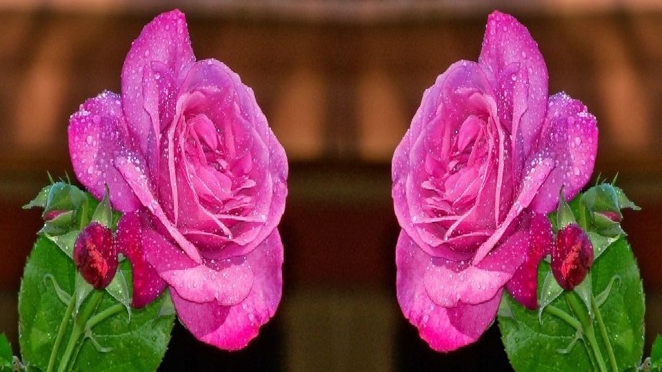 HIjo: Y ¿si te pidiera flores de coral? Madre: Bajaré a buscarlas al fondo