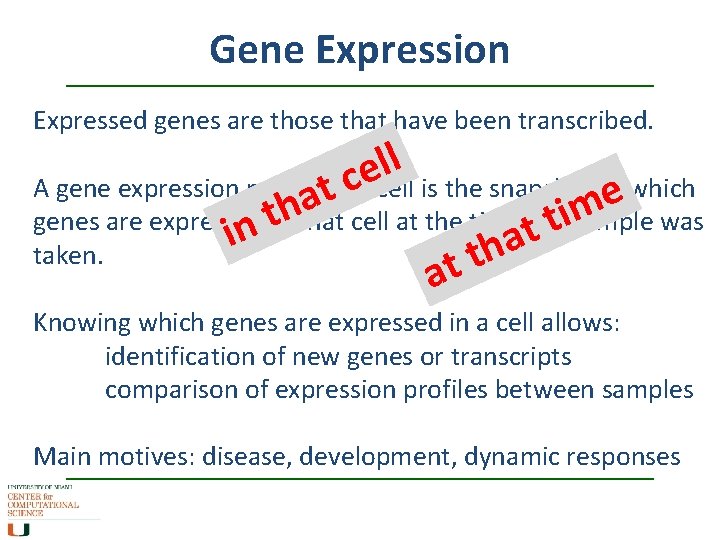 Gene Expression Expressed genes are those that have been transcribed. l l A gene