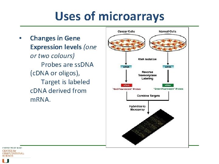 Uses of microarrays • Changes in Gene Expression levels (one or two colours) Probes