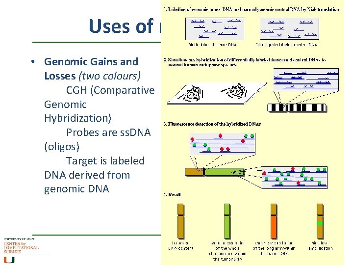 Uses of microarrays • Genomic Gains and Losses (two colours) CGH (Comparative Genomic Hybridization)