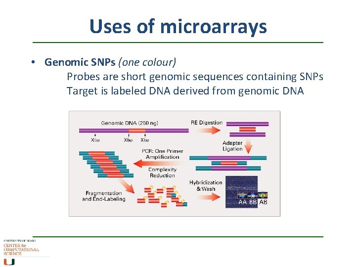 Uses of microarrays • Genomic SNPs (one colour) Probes are short genomic sequences containing