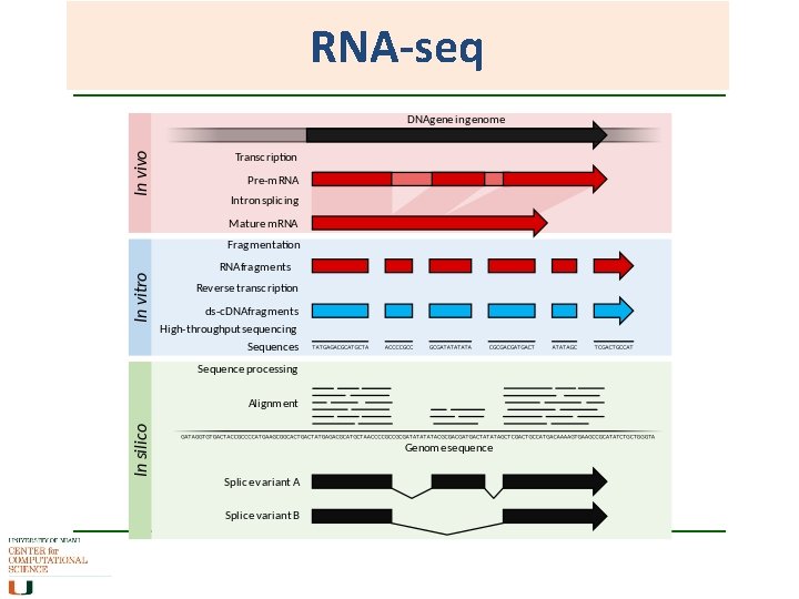 RNA-seq 