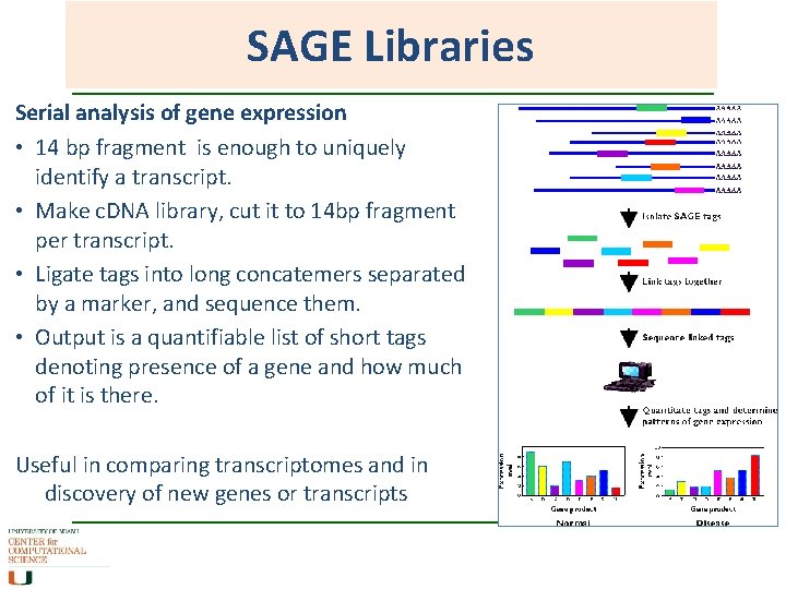 SAGE Libraries Serial analysis of gene expression • 14 bp fragment is enough to