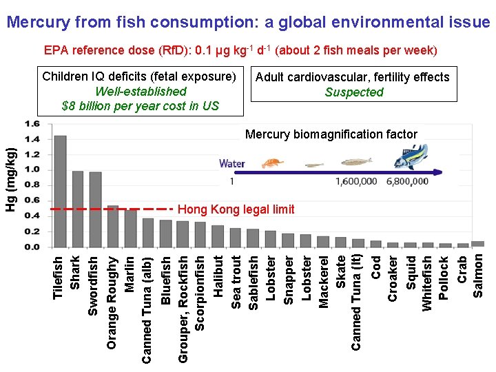 Mercury from fish consumption: a global environmental issue EPA reference dose (Rf. D): 0.