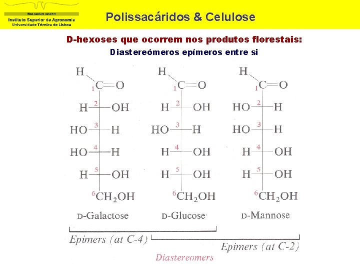 Polissacáridos & Celulose D-hexoses que ocorrem nos produtos florestais: Diastereómeros epímeros entre si 