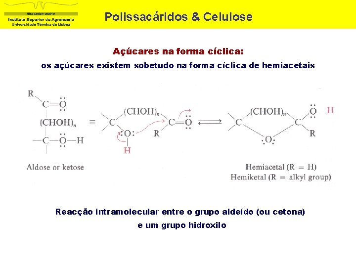 Polissacáridos & Celulose Açúcares na forma cíclica: os açúcares existem sobetudo na forma cíclica