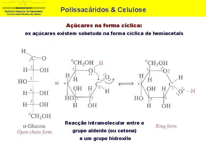 Polissacáridos & Celulose Açúcares na forma cíclica: os açúcares existem sobetudo na forma cíclica