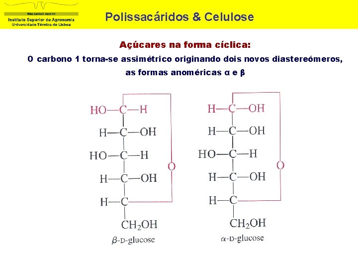 Polissacáridos & Celulose Açúcares na forma cíclica: O carbono 1 torna-se assimétrico originando dois