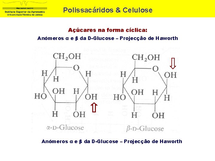 Polissacáridos & Celulose Açúcares na forma cíclica: Anómeros α e β da D-Glucose –