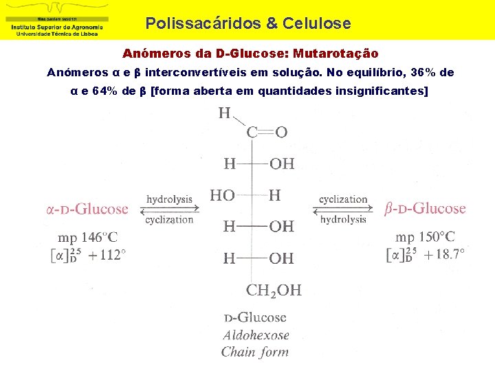 Polissacáridos & Celulose Anómeros da D-Glucose: Mutarotação Anómeros α e β interconvertíveis em solução.