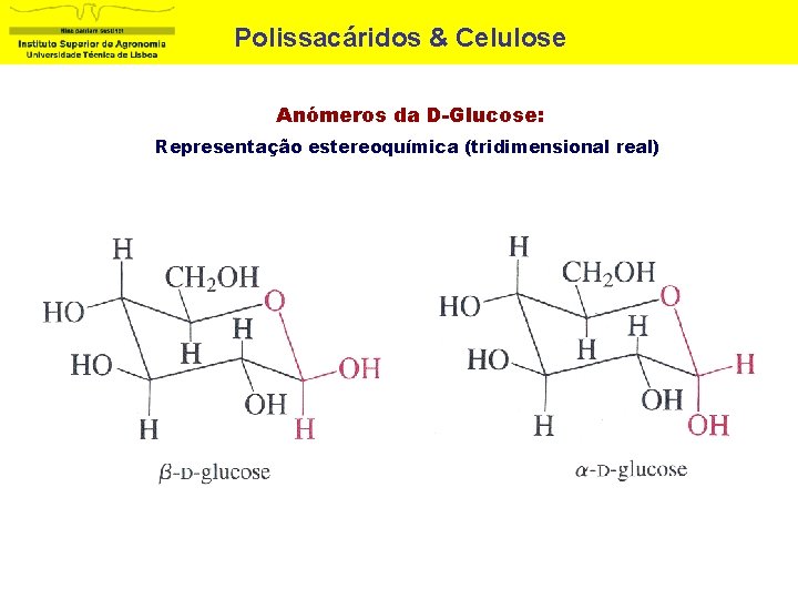 Polissacáridos & Celulose Anómeros da D-Glucose: Representação estereoquímica (tridimensional real) 