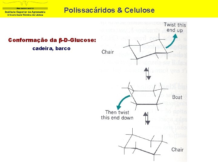 Polissacáridos & Celulose Conformação da β-D-Glucose: cadeira, barco 