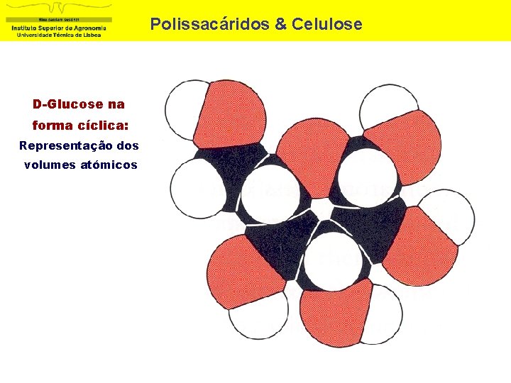 Polissacáridos & Celulose D-Glucose na forma cíclica: Representação dos volumes atómicos 