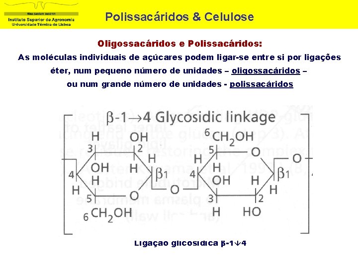 Polissacáridos & Celulose Oligossacáridos e Polissacáridos: As moléculas individuais de açúcares podem ligar-se entre