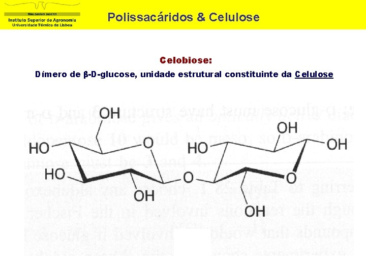 Polissacáridos & Celulose Celobiose: Dímero de β-D-glucose, unidade estrutural constituinte da Celulose 