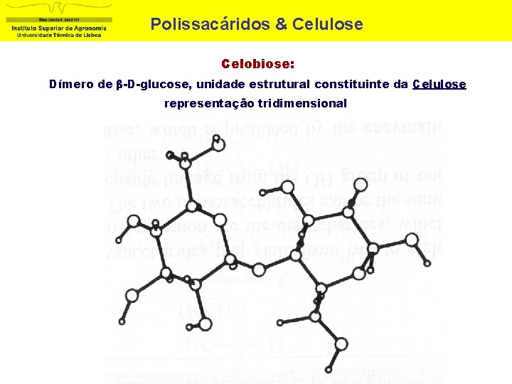 Polissacáridos & Celulose Celobiose: Dímero de β-D-glucose, unidade estrutural constituinte da Celulose representação tridimensional