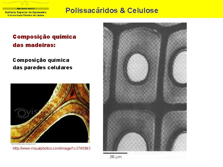 Polissacáridos & Celulose Composição química das madeiras: Composição química das paredes celulares http: //www.