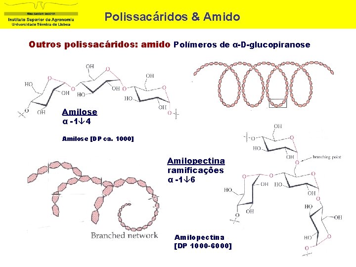 Polissacáridos & Amido Outros polissacáridos: amido Polímeros de α-D-glucopiranose Amilose α -1 4 Amilose