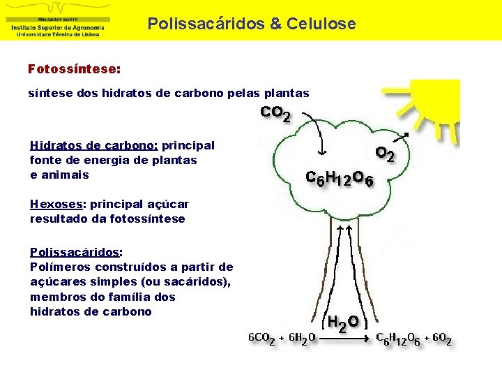 Polissacáridos & Celulose Fotossíntese: síntese dos hidratos de carbono pelas plantas Hidratos de carbono: