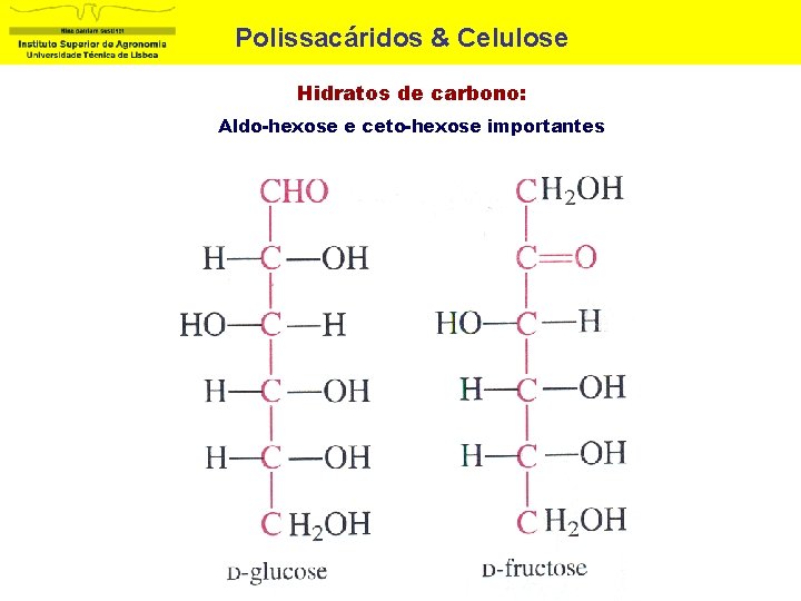 Polissacáridos & Celulose Hidratos de carbono: Aldo-hexose e ceto-hexose importantes 