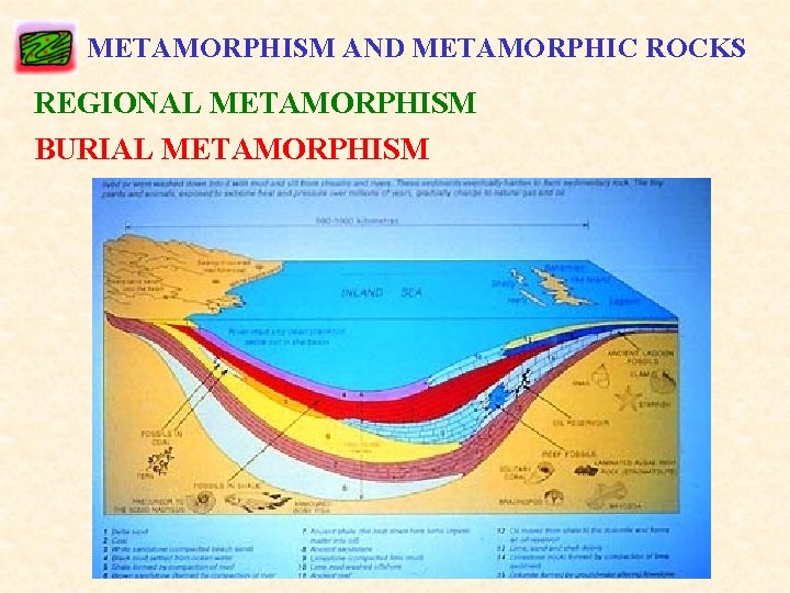 METAMORPHISM AND METAMORPHIC ROCKS REGIONAL METAMORPHISM BURIAL METAMORPHISM 