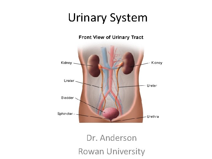 Urinary System Dr. Anderson Rowan University 