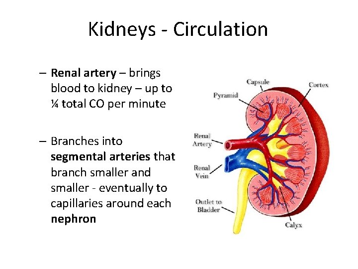 Kidneys - Circulation – Renal artery – brings blood to kidney – up to