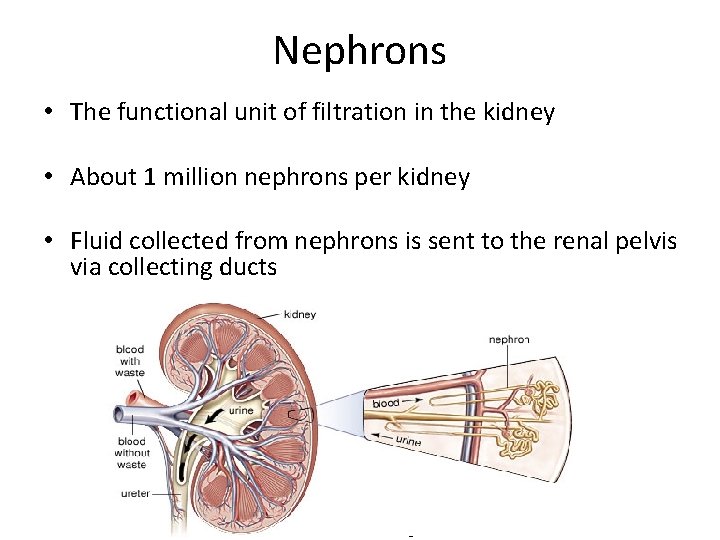 Nephrons • The functional unit of filtration in the kidney • About 1 million